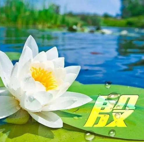 清香茉莉